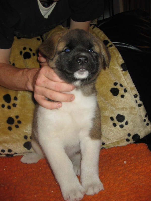 Puppies